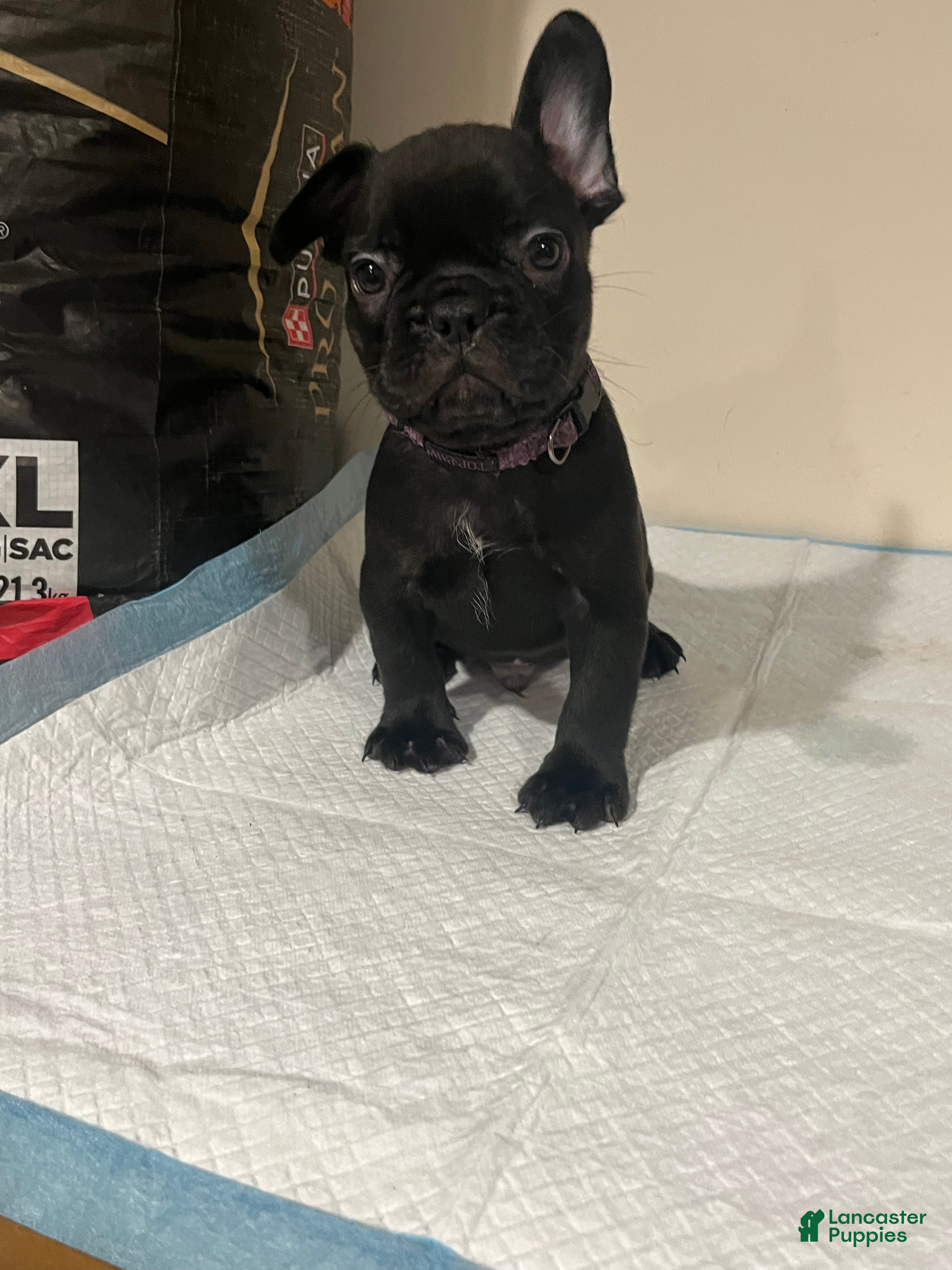 French Bulldog dogs  1 - Ad 1