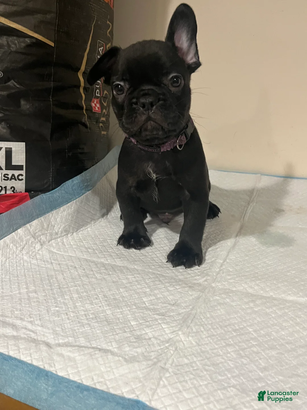 French Bulldog dogs for sale:  1 - Ad 1
