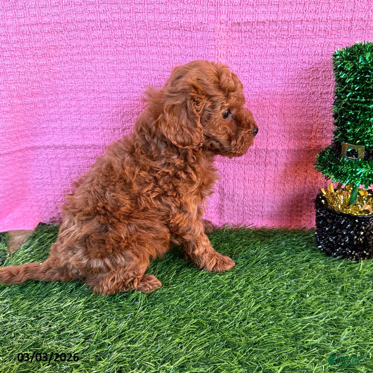 Toy Poodle dogs Rusty - Ad 2