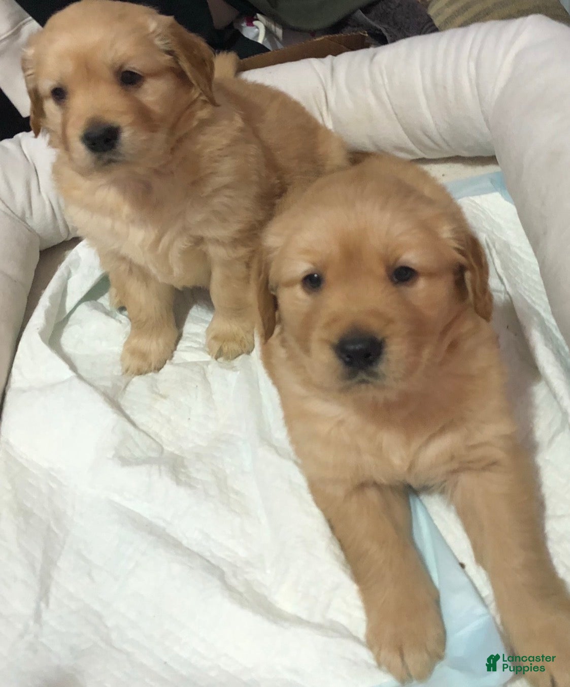 Golden Retriever dogs Golden Retriever Puppy 2 - Ad 2