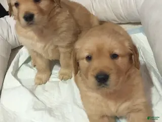 Golden Retriever dogs Golden Retriever Puppy 2 - Ad 2