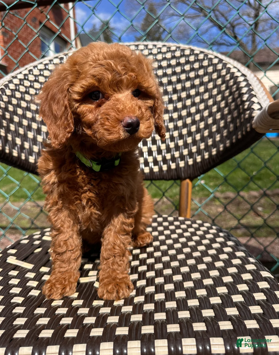 Miniature Poodle dogs for sale: Blaze- AKC GENETICALLY TESTED PARENTS - Ad 2