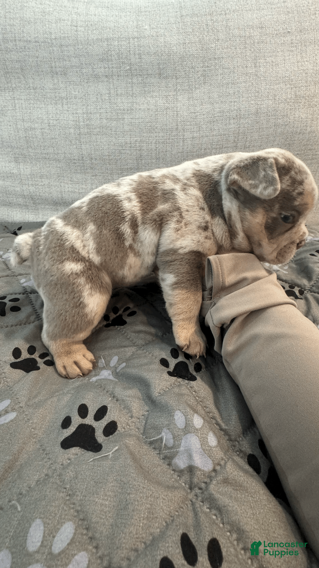 Mixed Breed dogs for sale: Fawn Merle, Micro Bully Female - Ad 2