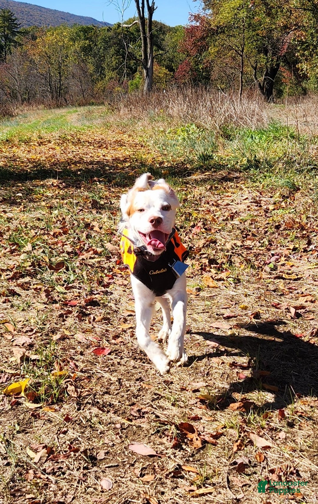 English Setter dogs for sale: English Setter Puppy 1 - Ad 2