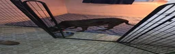 Redbone Coonhound dogs for sale: Redbone Coonhound 9(black) - Ad 31