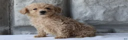 Bichpoo dogs for sale: Boomer - Ad 4