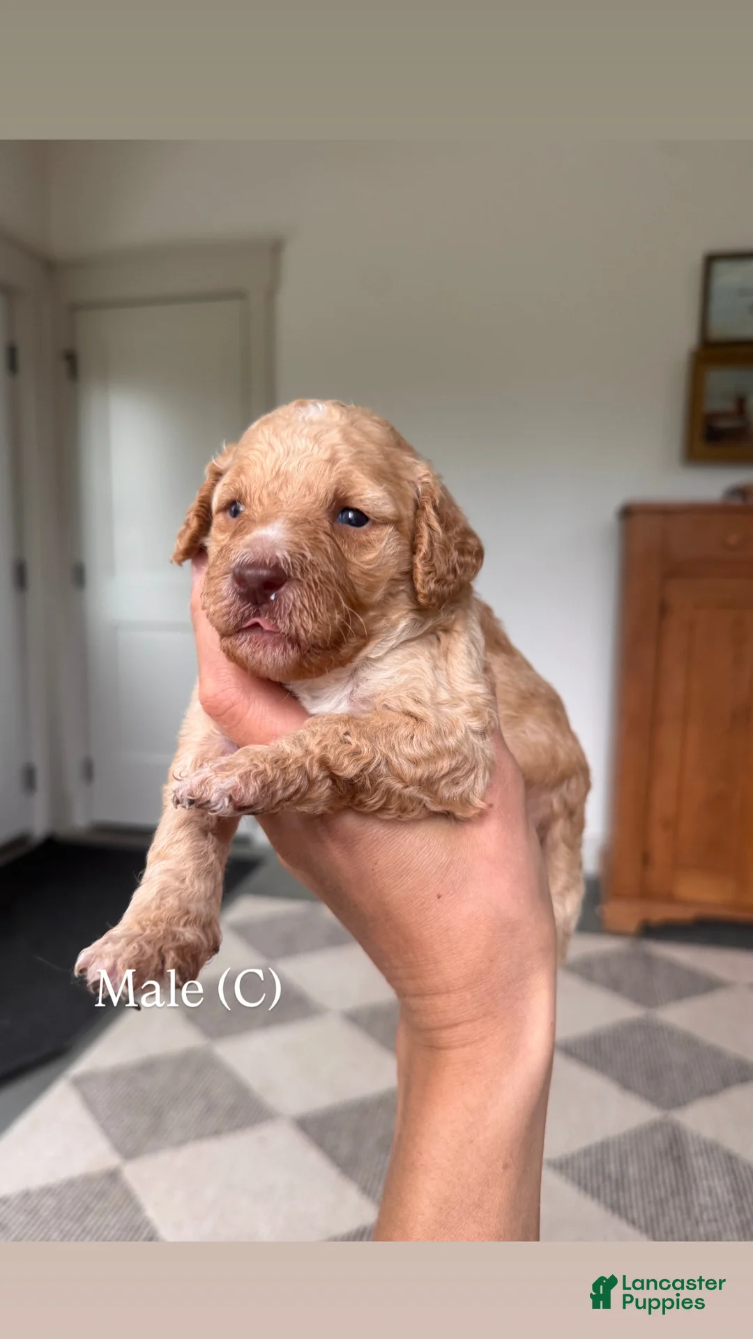 Mini Goldendoodle dogs for sale: Mini Goldendoodle Puppy 3 - Ad 1