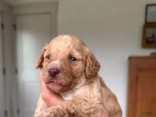 Mini Goldendoodle dogs for sale: Mini Goldendoodle Puppy 3 - Ad 4