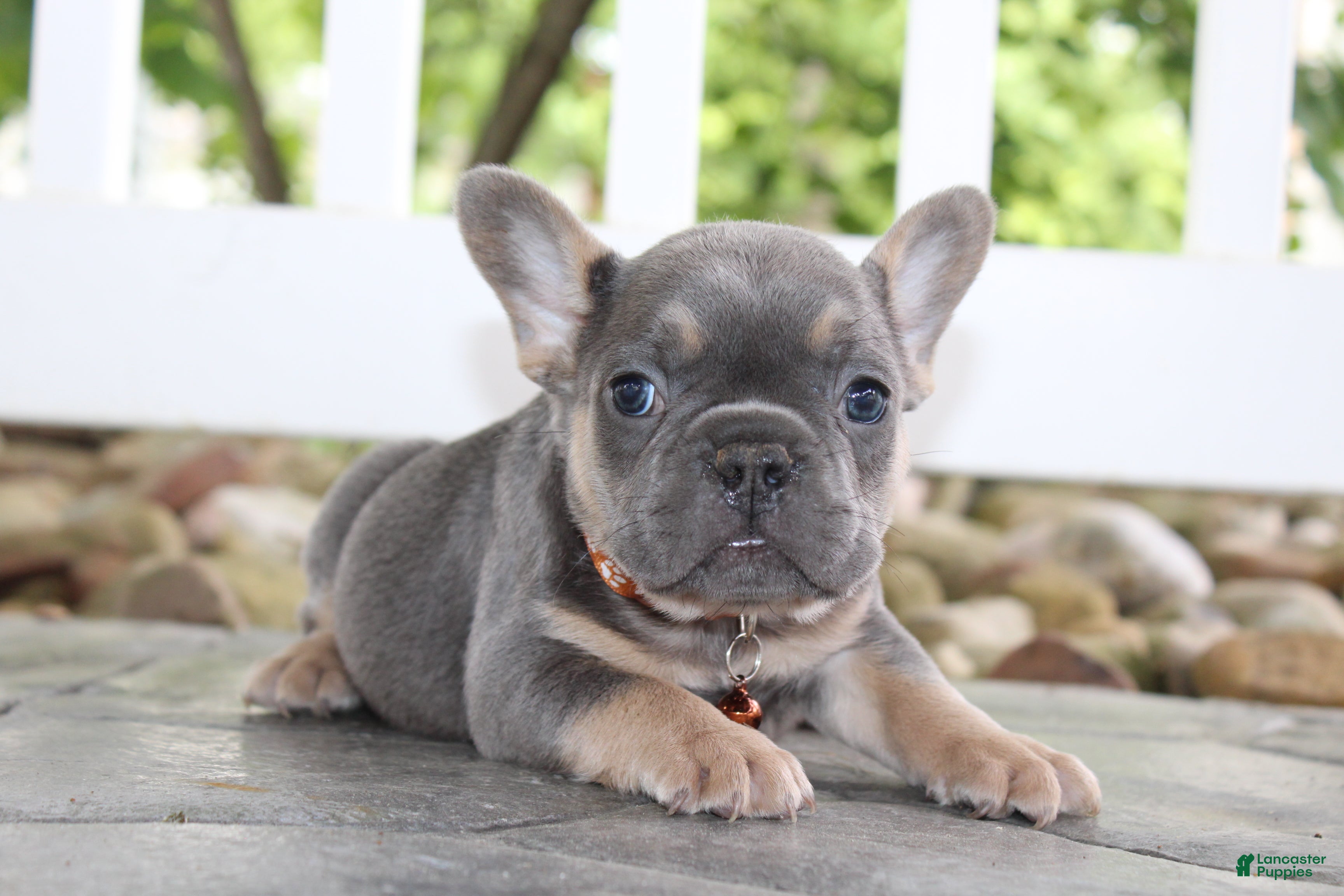 AKC Jack