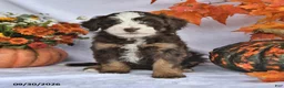 Bernedoodle dogs for sale: Jewel - Ad 4