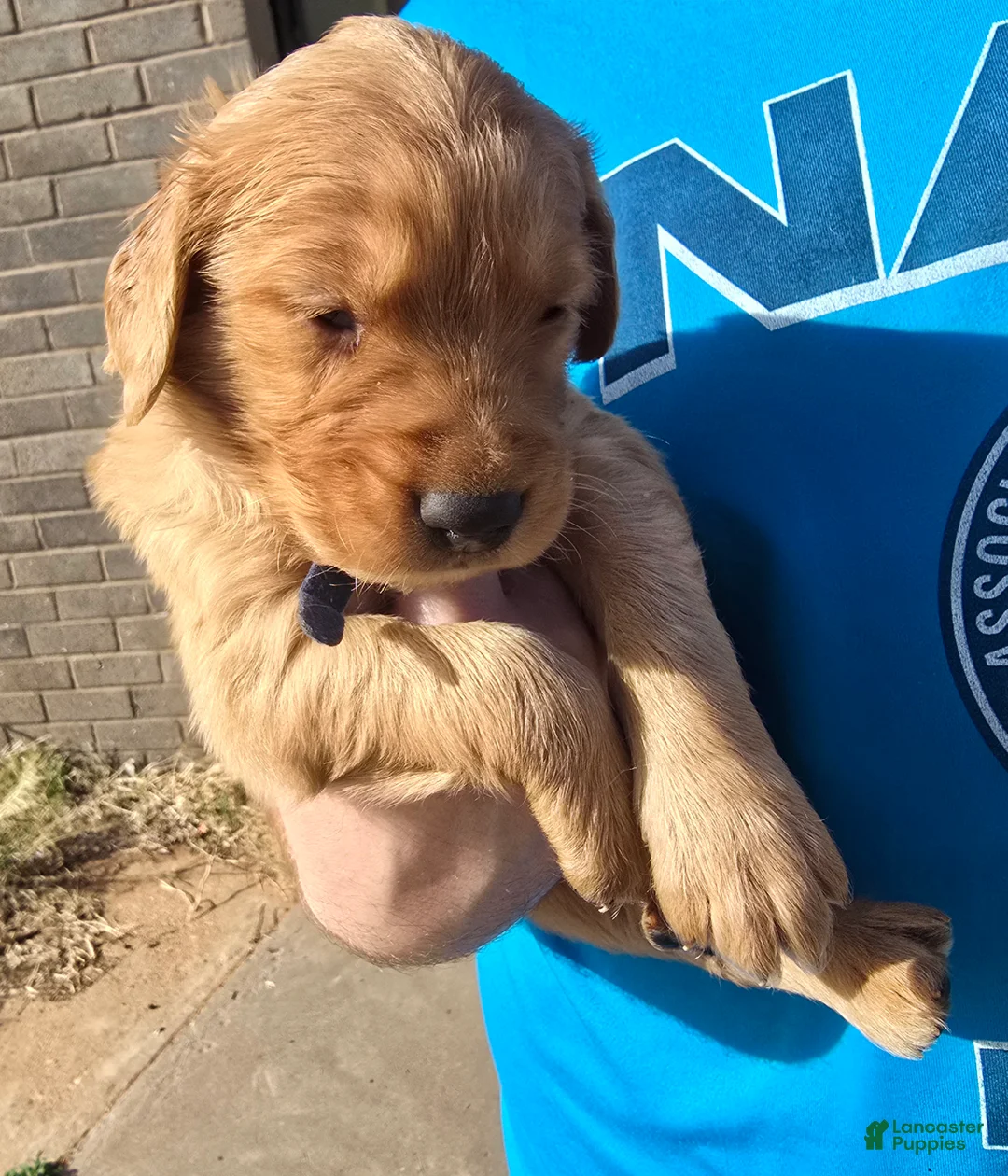 Golden Retriever dogs for sale: Blue Boy - Ad 1