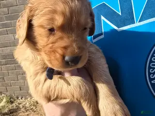 Golden Retriever dogs Blue Boy - Ad 2