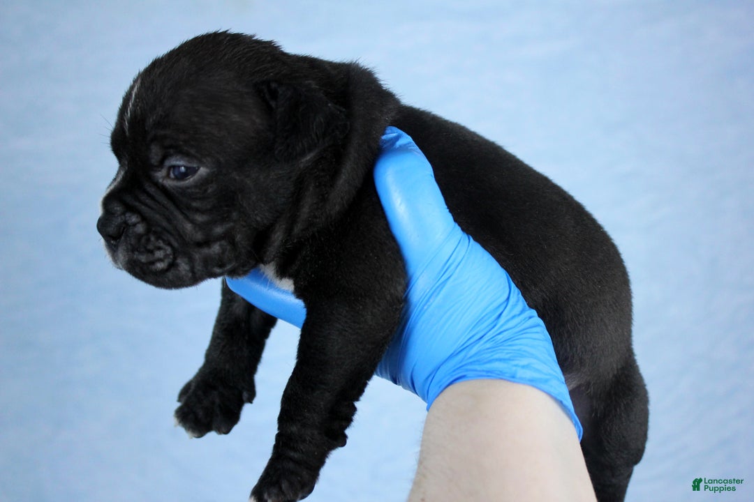 American Bully dogs for sale: Black/White Male - Ad 3