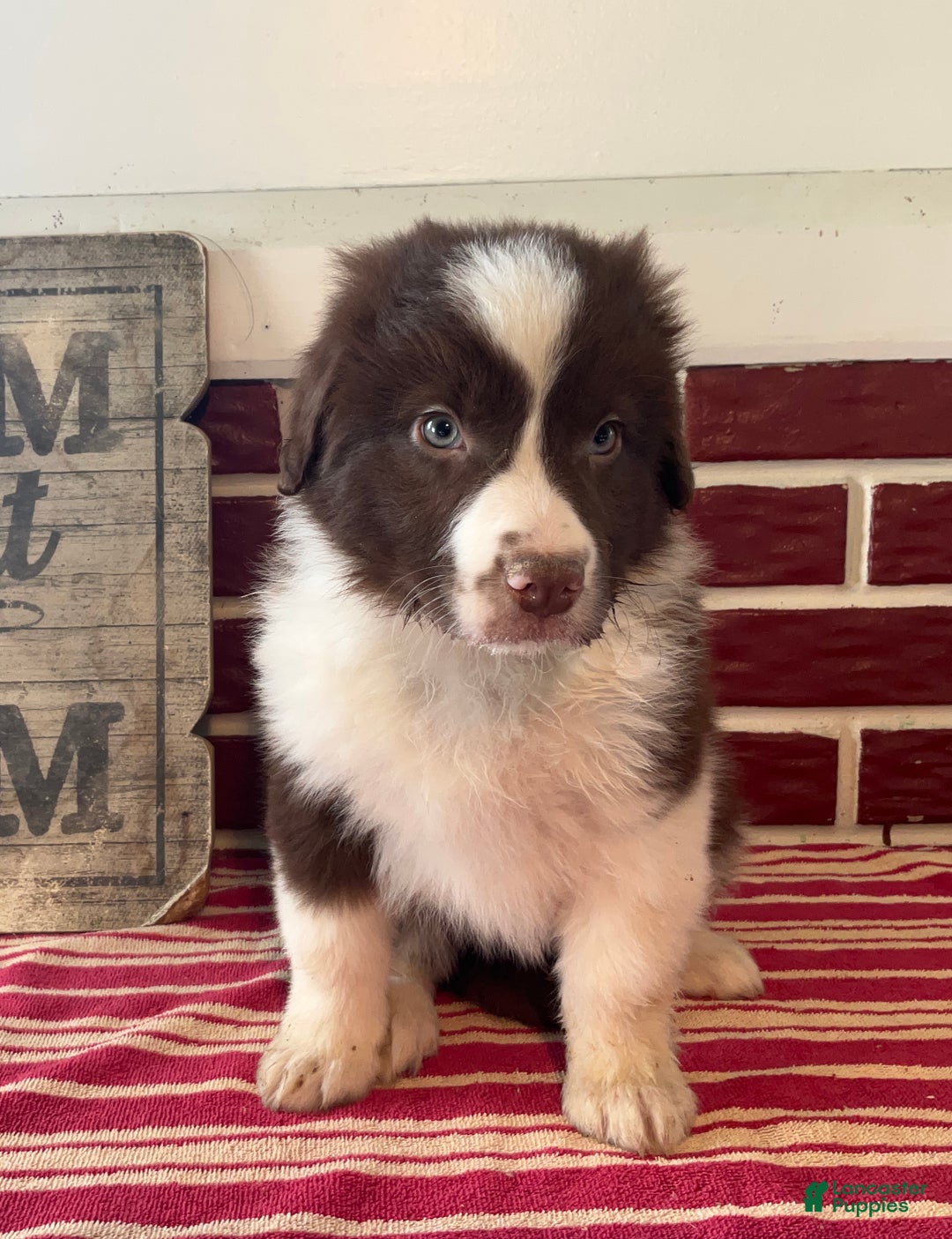 Mixed Breed dogs for sale: Henry - Ad 3