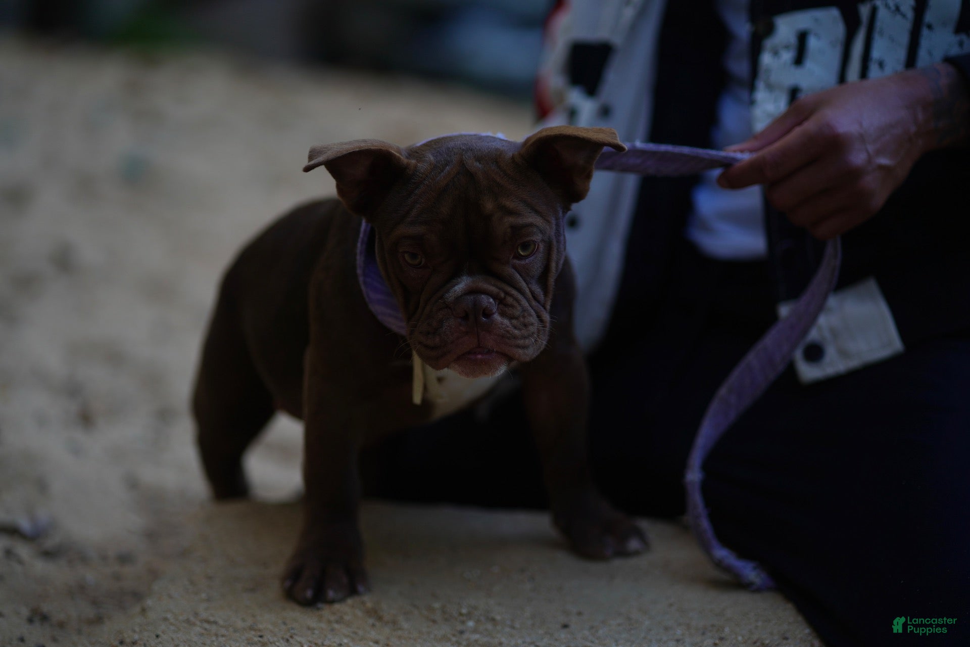 American Bully dogs for sale: American Bully 4 - Ad 37