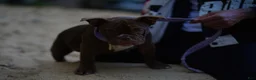 American Bully dogs for sale: American Bully 4 - Ad 1