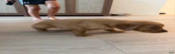 Golden Retriever dogs for sale: Golden Retriever Puppy 4 - Ad 1