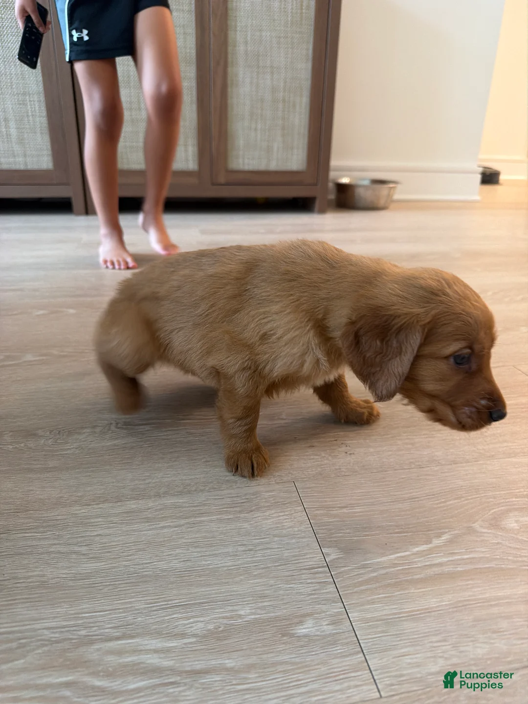 Golden Retriever dogs for sale: Golden Retriever Puppy 4 - Ad 1