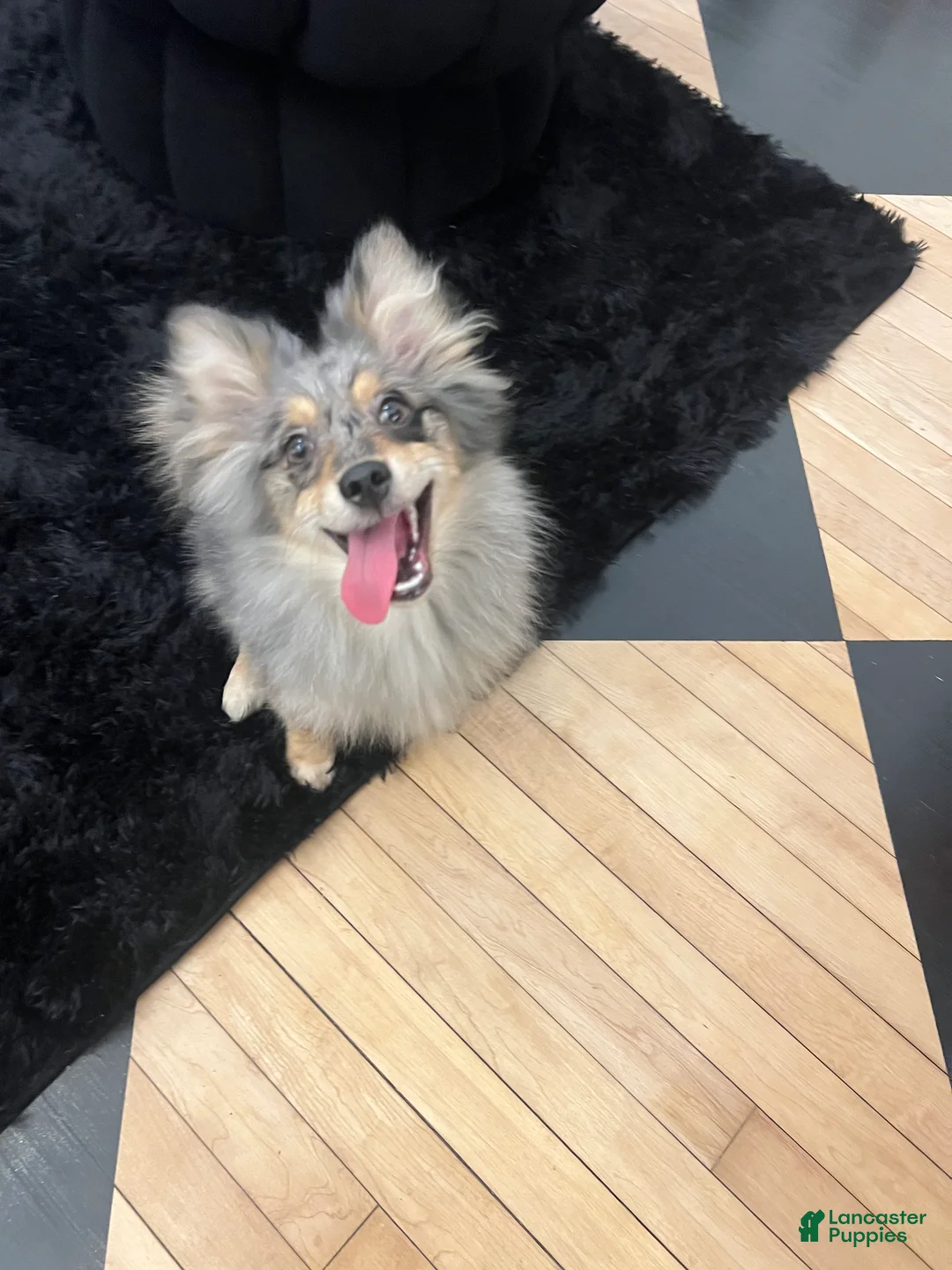 Pomeranian dogs for sale: Cookie  - Ad 3