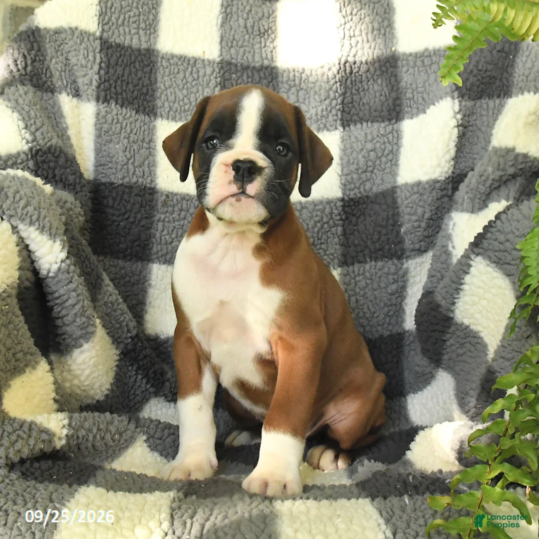 Boxer dogs for sale: Peanut  - Ad 2