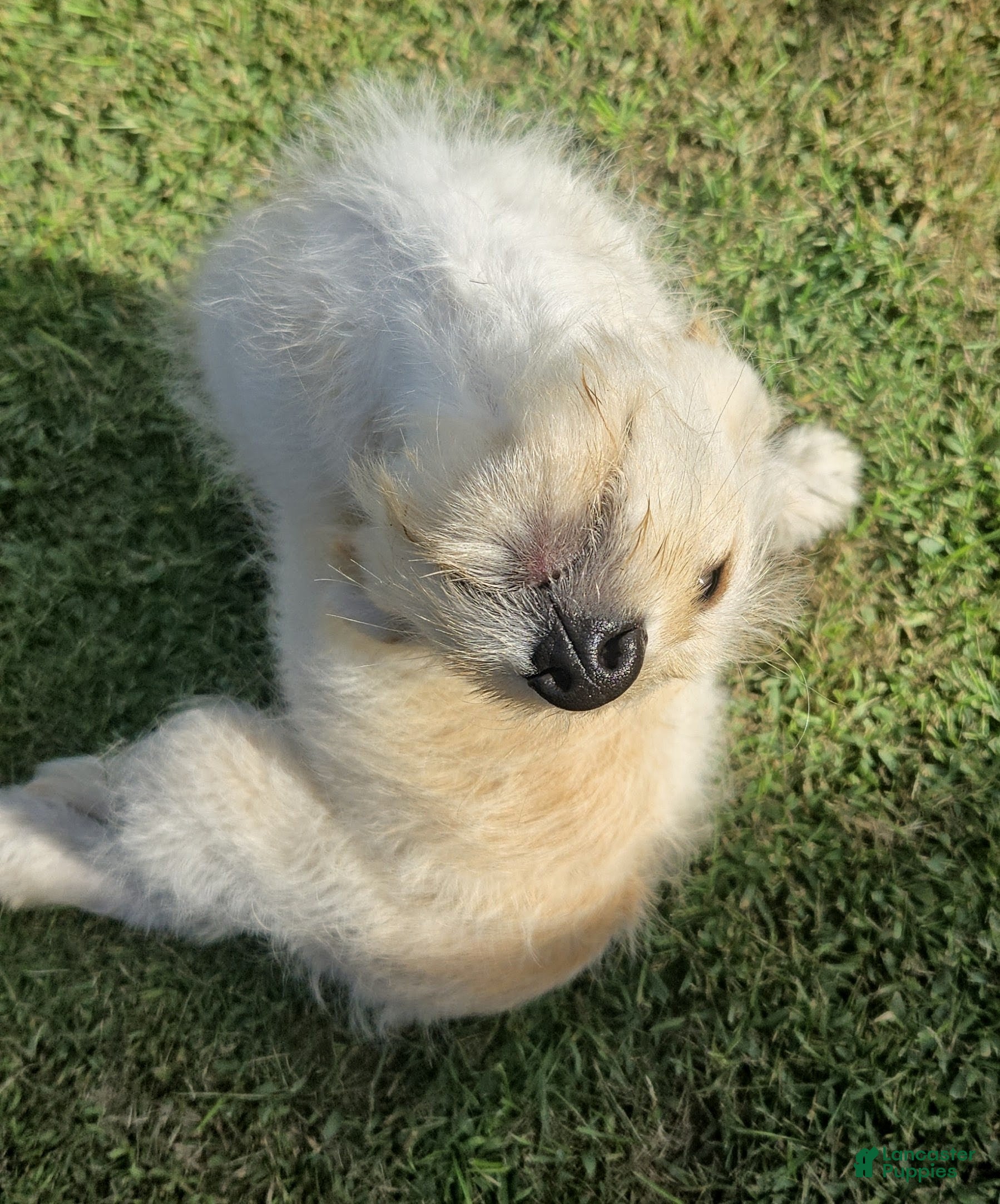 Labradoodle dogs Gracie  - Ad 2