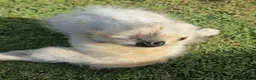 Labradoodle dogs for sale: Gracie  - Ad 2