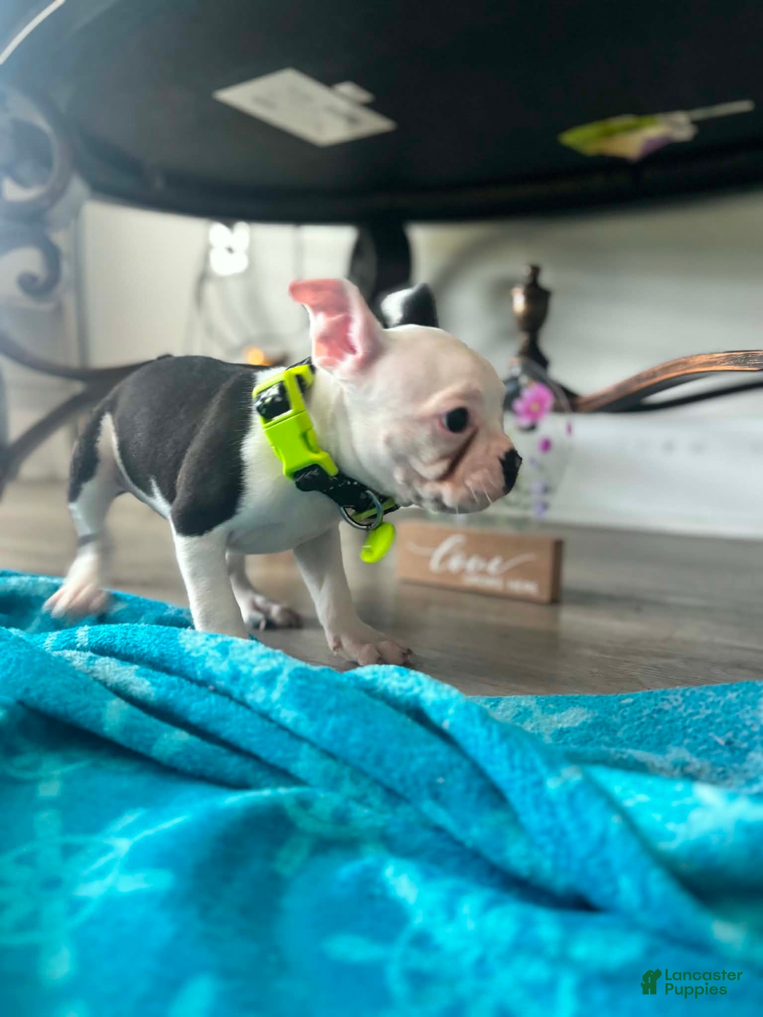 Boston Terrier dogs for sale: Boston Terrier Puppy 1 - Ad 3