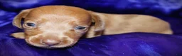 Dachshund dogs for sale: Nausica - Ad 2