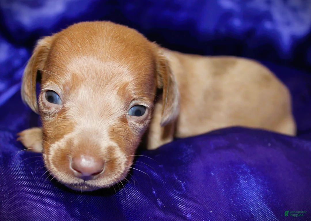 Dachshund dogs for sale: Nausica - Ad 2