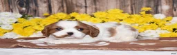 Cavalier King Charles Spaniel dogs for sale: Gizmo - Ad 3