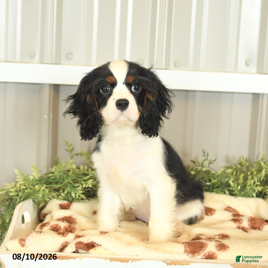 Cavalier King Charles Spaniel dogs Keller - Ad 2