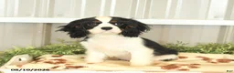 Cavalier King Charles Spaniel dogs for sale: Keller - Ad 2