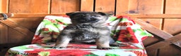 German Shepherd dogs for sale: Penny - Ad 2