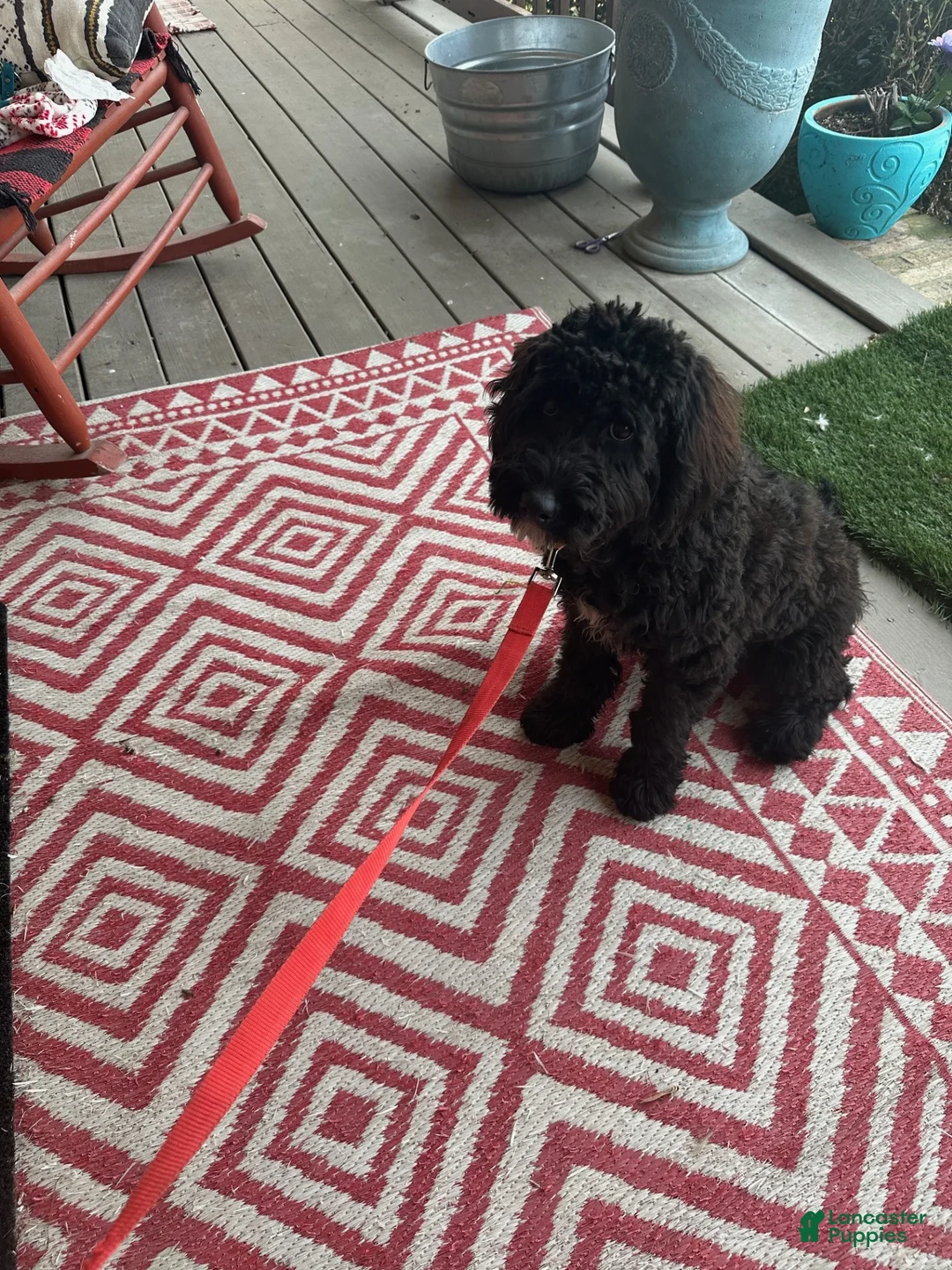 Mixed Breed dogs for sale: Georgia - Ad 5