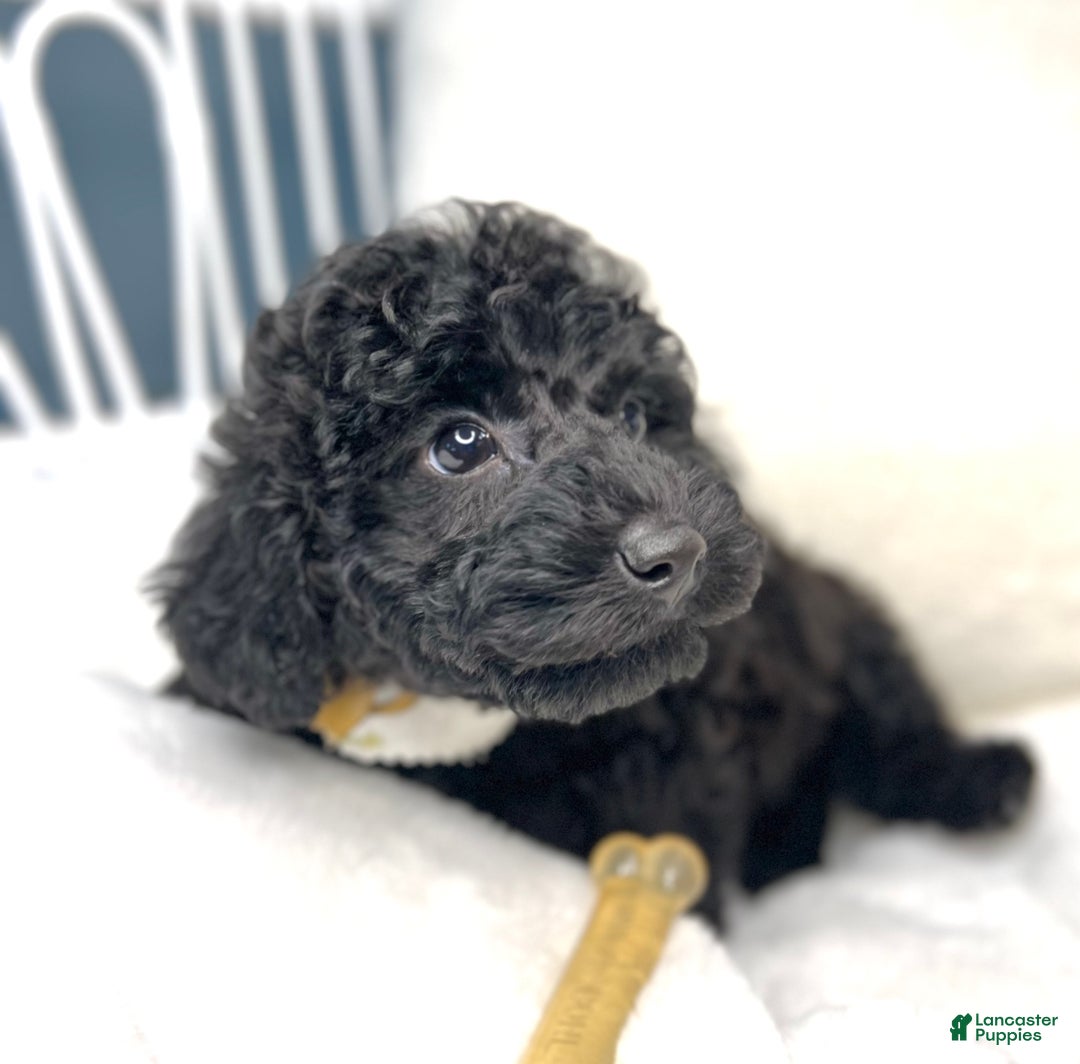 Toy Poodle dogs for sale: Toy Poodle Puppy 2 - Ad 5