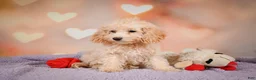 Cavapoo dogs for sale: piper - Ad 6