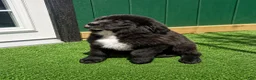 Tibetan Mastiff dogs for sale: Tibetan Mastiff 4 - Ad 5