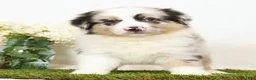 Miniature Australian Shepherd dogs for sale: Laine - Ad 3
