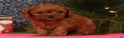 Cavapoo dogs for sale: Lana - Ad 4