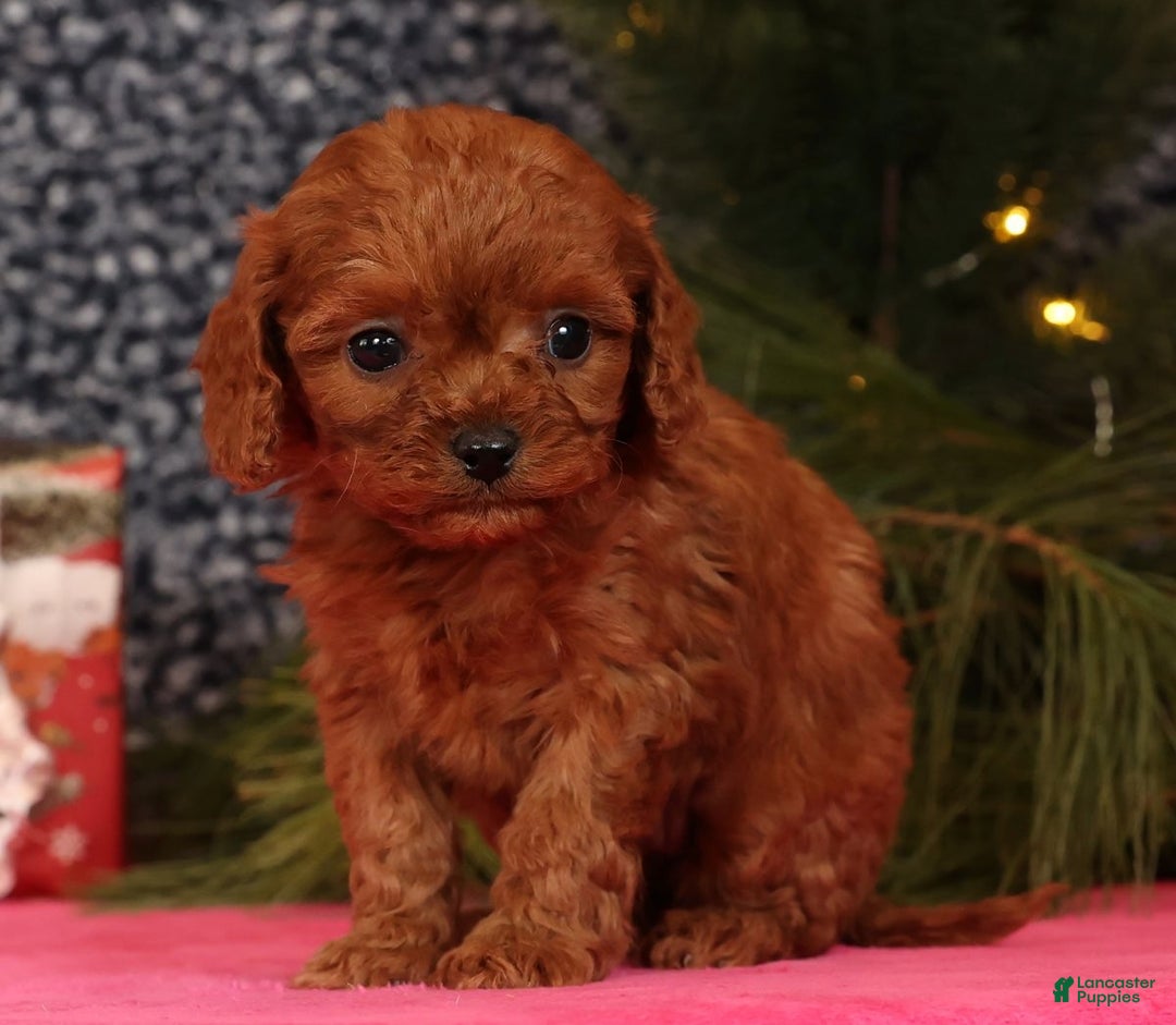Cavapoo dogs for sale: Lana - Ad 4