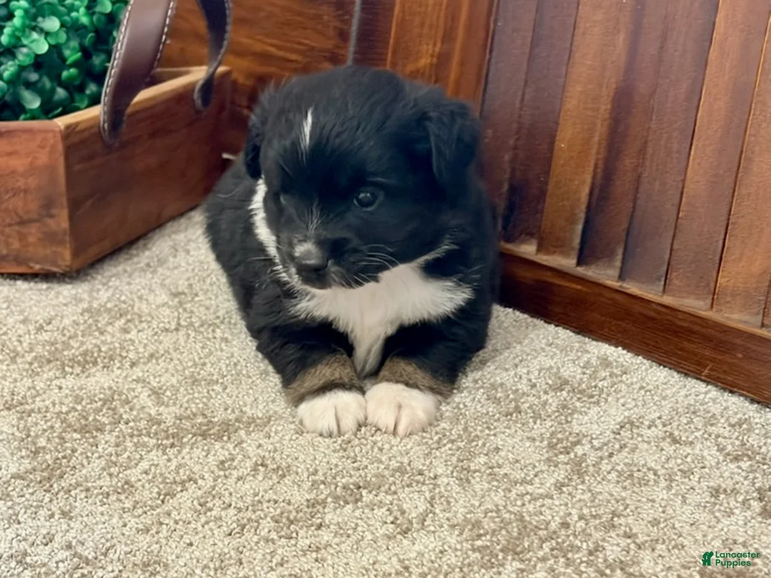Miniature Australian Shepherd dogs for sale: Marshall - Ad 4