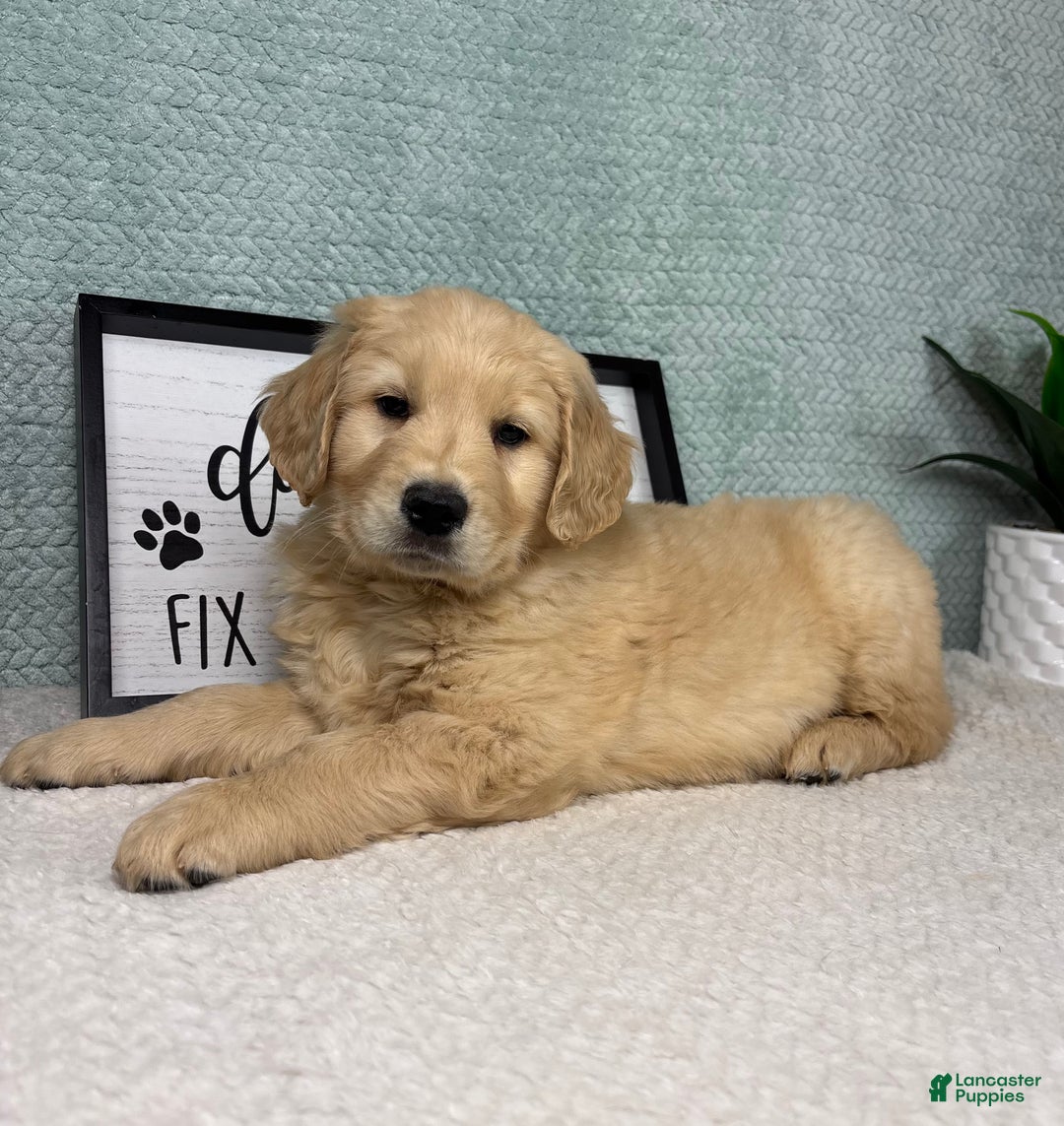 Golden Retriever dogs for sale: Grant - Ad 5