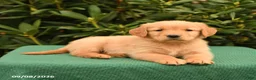 Golden Retriever dogs for sale: Nevada - Ad 3