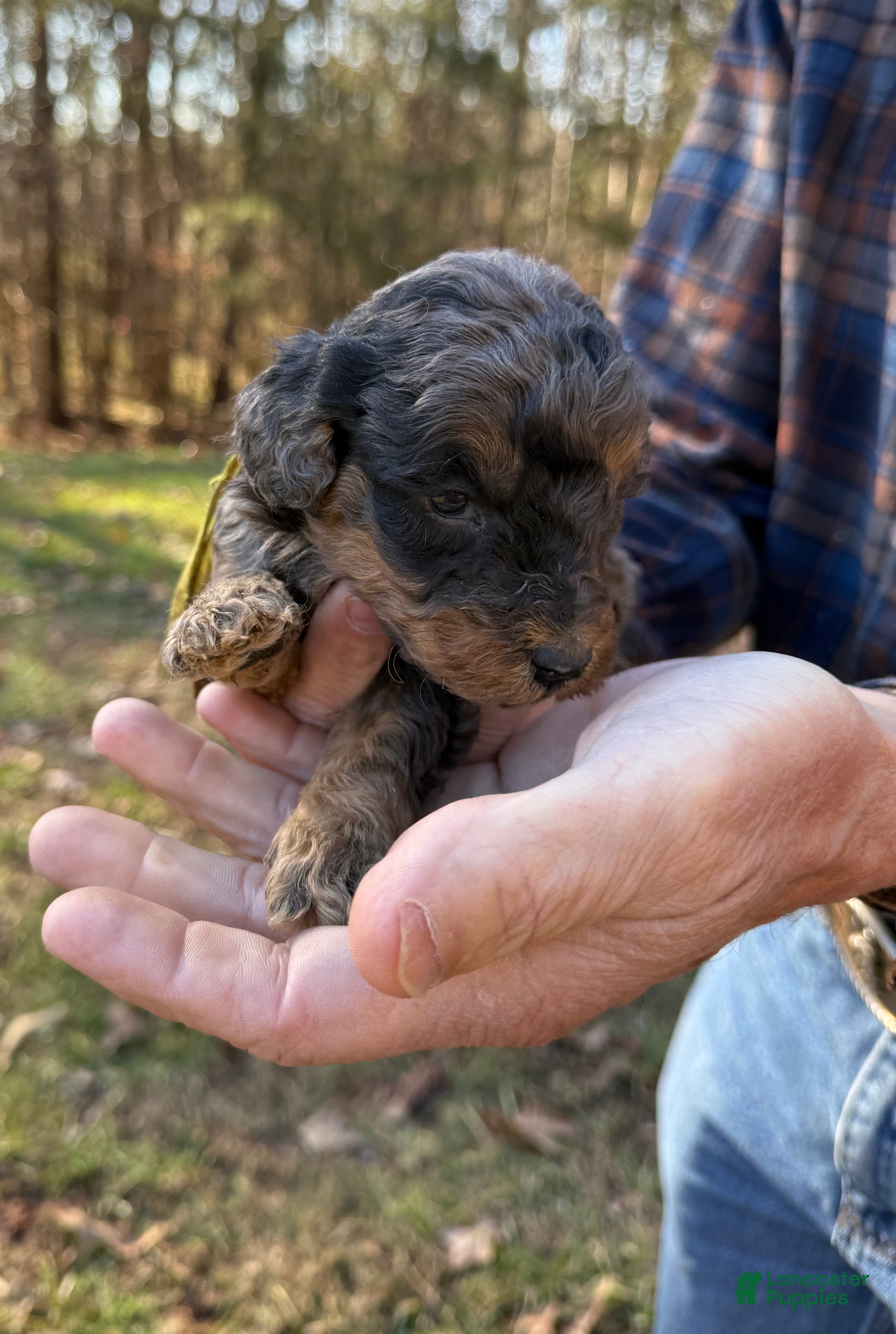 Goldendoodle dogs Goldendoodle Puppy 2 - Ad 23
