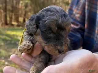 Goldendoodle dogs Goldendoodle Puppy 2 - Ad 8