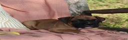 Boxer dogs for sale: Otis - Ad 1