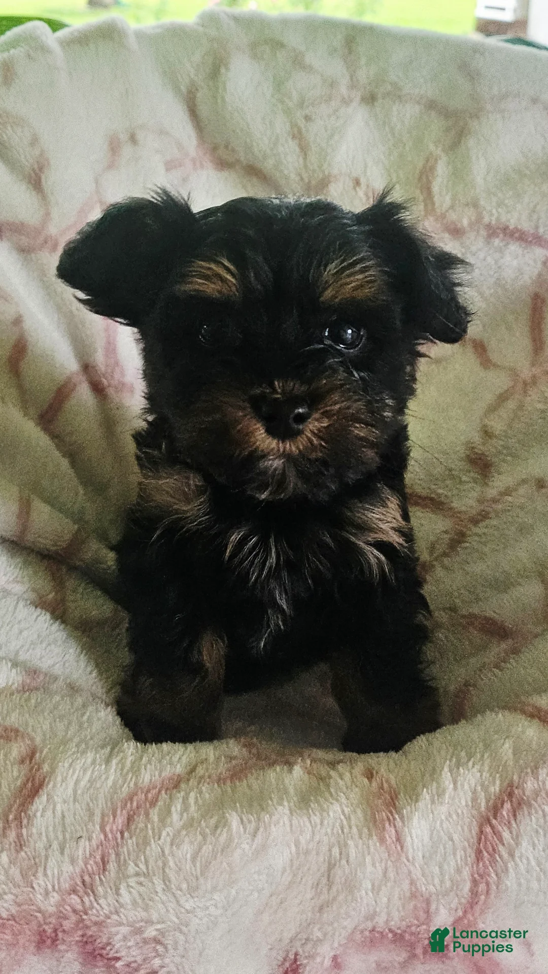 Yorkshire Terrier dogs for sale: Princess  - Ad 1
