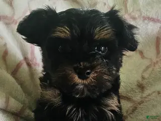 Yorkshire Terrier dogs for sale: Princess - Ad 3