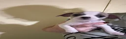 Chihuahua dogs for sale: Chihuahua 4 - Ad 2