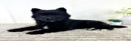 Pomsky dogs for sale: Jewels - Ad 4